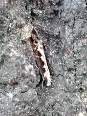 Erechthias fulguritella