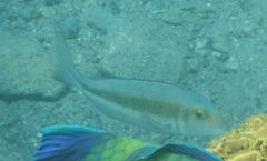 Lethrinus variegatus