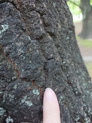 Erechthias fulguritella