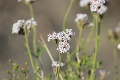 Junellia crithmifolia