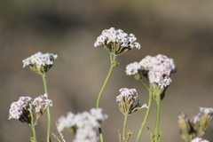 Junellia crithmifolia