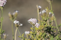 Junellia crithmifolia