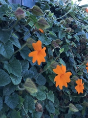 Thunbergia gregorii