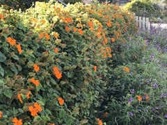 Thunbergia gregorii