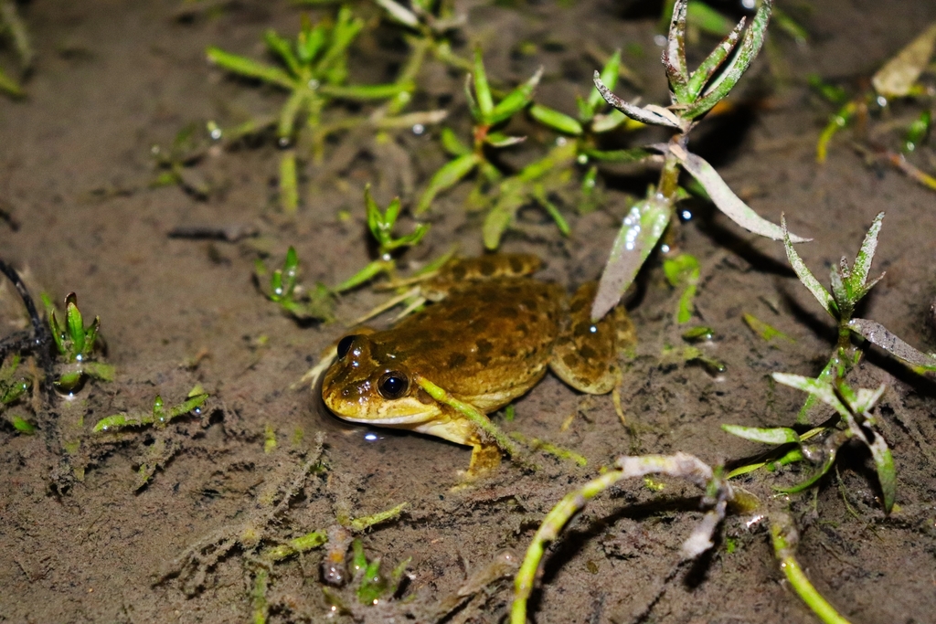 Ceara White-Lipped Frog