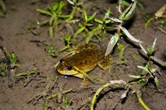 Leptodactylus pustulatus