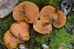 Pholiota jahnii
