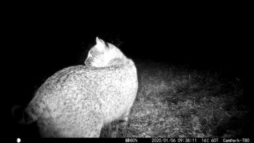 Bobcat photographed in Florida