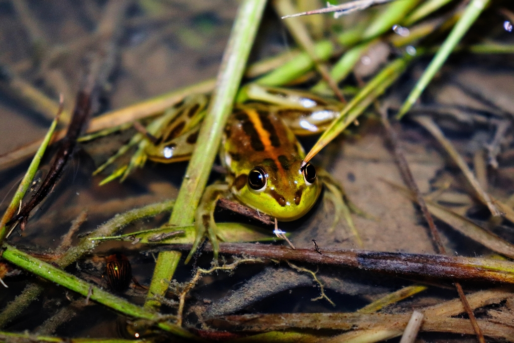 Tocantins Swimming Frog