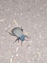 Stenomorpha muricatula
