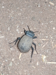 Stenomorpha muricatula