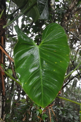 Philodendron fragrantissimum