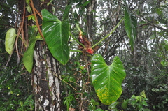 Philodendron fragrantissimum