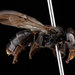 Black Shortface - Photo (c) USGS Bee Inventory and Monitoring Lab, some rights reserved (CC BY)