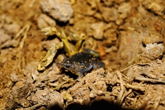 Elachistocleis cesarii