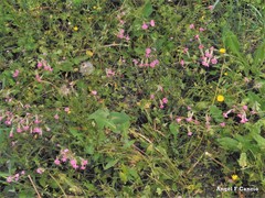 Geranium molle