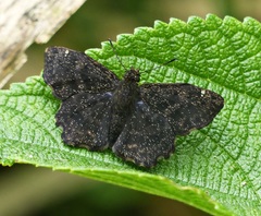 Incisus incisus