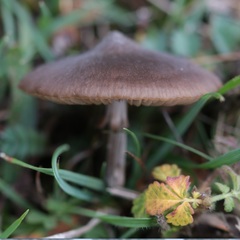 Entoloma hebes