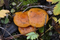 Pholiota jahnii