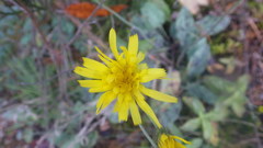 Hieracium glaucinum