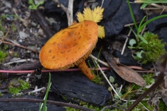 Pholiota jahnii
