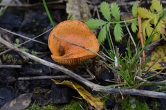 Pholiota jahnii