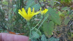 Hieracium glaucinum