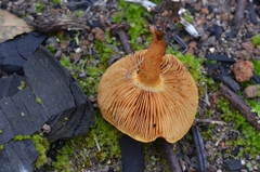 Pholiota jahnii