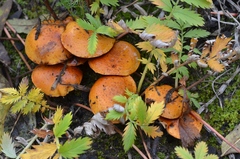 Pholiota jahnii