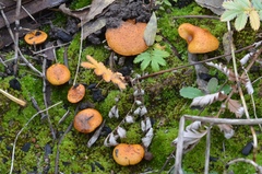 Pholiota jahnii