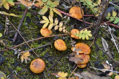 Pholiota jahnii