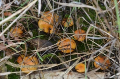 Pholiota jahnii