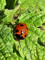 Ceratomegilla undecimnotata