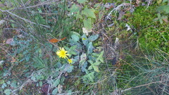 Hieracium glaucinum