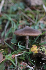 Entoloma hebes