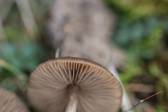 Entoloma hebes
