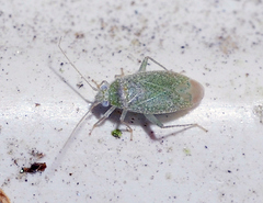 Orthotylus divisus