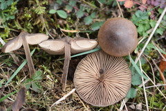 Entoloma hebes