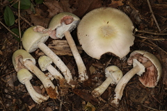 Agaricus diospyros
