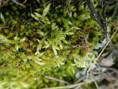 Homalothecium arenarium