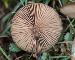 Entoloma hebes