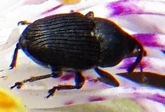 Odontocorynus salebrosus