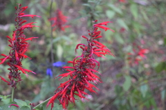Salvia cinnabarina