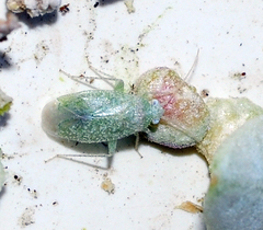 Orthotylus divisus