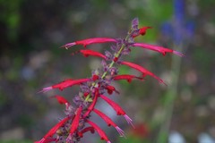 Salvia cinnabarina