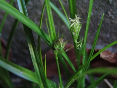 Carex phalaroides