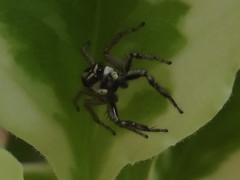Leptofreya