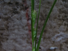 Carex phalaroides