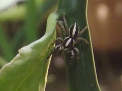 Leptofreya