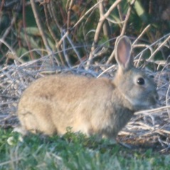 Oryctolagus cuniculus